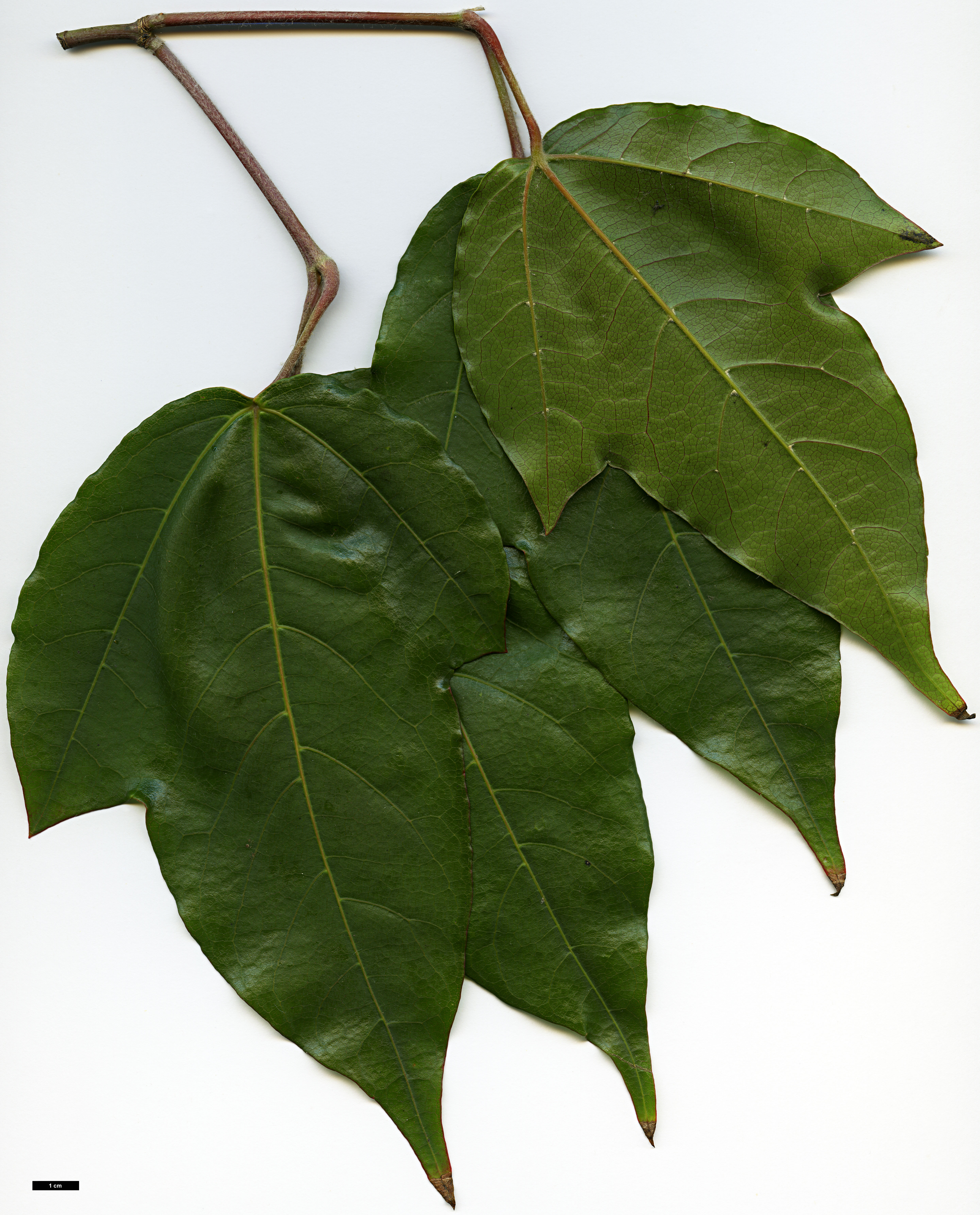 High resolution image: Family: Sapindaceae - Genus: Acer - Taxon: fenzelianum